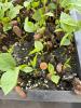 large brown seeds at top of seedling stalk, many leafed seedlings