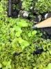 young sporophyte growing from gametophytes