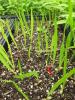 Liatris aspera seedling