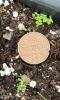 very small cotyledons of Indian tobacco
