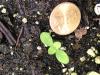 Lonicera hirsuta seedling 