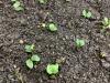 tiny blue-green cotyledons