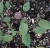 Maianthemum racemosum seedling