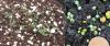 two views of germinated wild bergamot