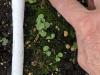 Parnassia glauca has glaucus leaves.