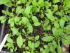 Parthenium integrifolium seedlings