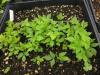 Porteranthus-trifoliatus (Gilenia trifolia) seedlings