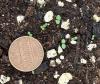 very small cotyledons of narrow leaved mountain ming