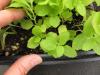 Scrophularia lanceolata seedlings