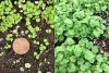 composite cotyledons & first leaves Scrophularia