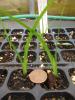 Sisyrinchium montanum seedlings