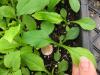 Solidago arguta seedlings