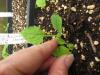 Solidago flexicaulis seedlings