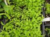 Solidago nemoralis seedlings