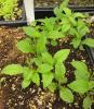 Solidago ulmifolia seedlings