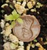 Spiraea tomentosa seedlings