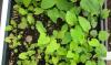 Symphyotrichum lowrieanum seedlings