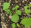 Symphyotrichum undulatum seedlings