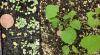 wavy leaved aster cotyledons & seedlings
