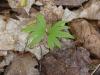 basswood cotyledon & first true leaf