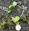 painted trillium seedlings, 1 year post sowing & 2 yr post sowing