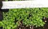 Vernonia species seedlings