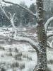 Winter tree at Flat Rock, Fall Creek - Joe O'Rourke