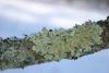 lichen on branch