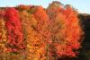 sugar maples in fall by Brian Chabot