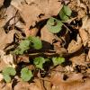 seedlings of garlic mustard