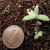 Anaphalis margaritacea seedling