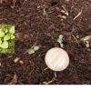 Anemone virginiana cotyledons plus insert of first leaves