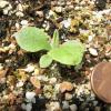 Antennaria parlinii seedlings already show white hairs.