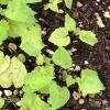 Aralia racemosa seedling