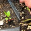 Aronia melanocarpa seedling.