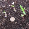 Asclepias incarnata seedlings in flat