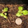 Betula alleghaniensis seedling