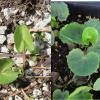Caltha palustris seedlings