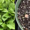 tall bellflower seedling & cotyledon