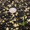 grasslike Carex seedlings