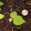 seedling Carpinus