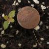 Cephalanthus occidentalis seedlings