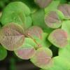 heart shaped leaves, green, some with reddish blush
