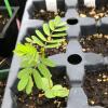 compound leaves of partridge pea