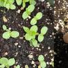 cotyledon & 1 year seedling of pasture thistle