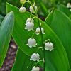 bell shaped white flowers, smooth lily-like leaves