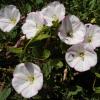 morning glory type flower, white with pale pink