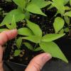 Cornus florida seedling