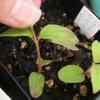Cornus sericea seedling