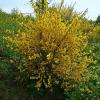 yellow flowered shrub similar effect as forsythia